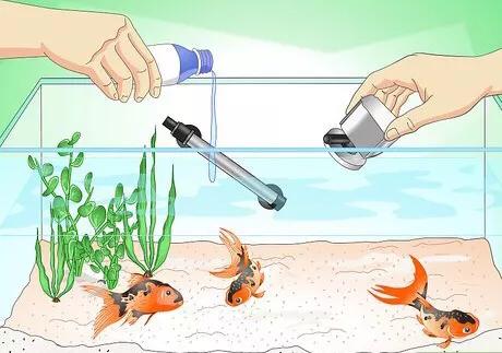 怎么救活金鱼最快最有效,如何挽救快死的金鱼