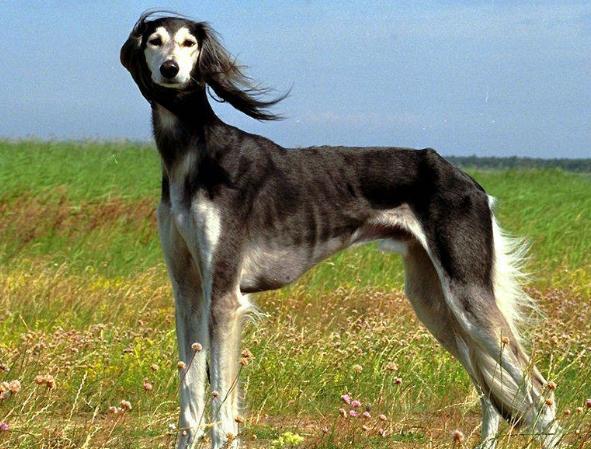 世界上最快的大狗是什么品种,世界上最聪明的10种狗品种