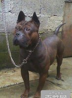 中国本土猎犬犬种有哪些,川东猎犬杂交广西猎犬