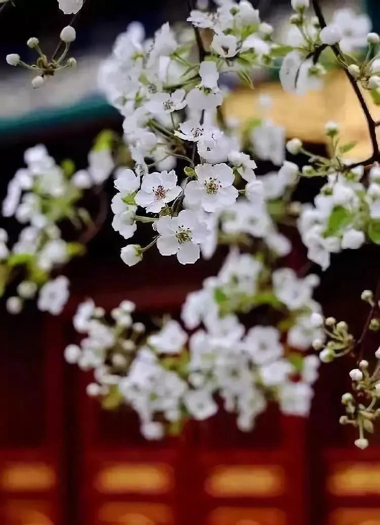雨打梨花深闭门解析,雨打梨花深闭门忘了青春误了青春