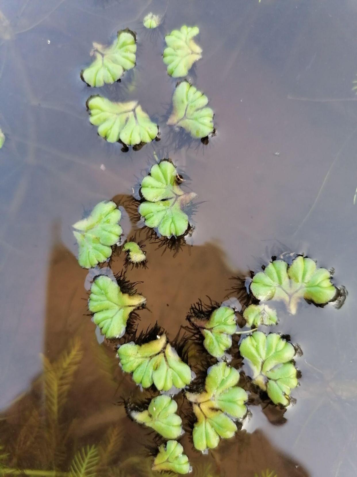 鱼缸小鱼太孤单，给上几株水芙蓉！净化水质鱼儿开心，怎么养？