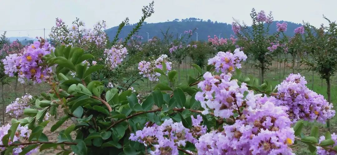 铜锣坝原创诗词,铜锣古诗