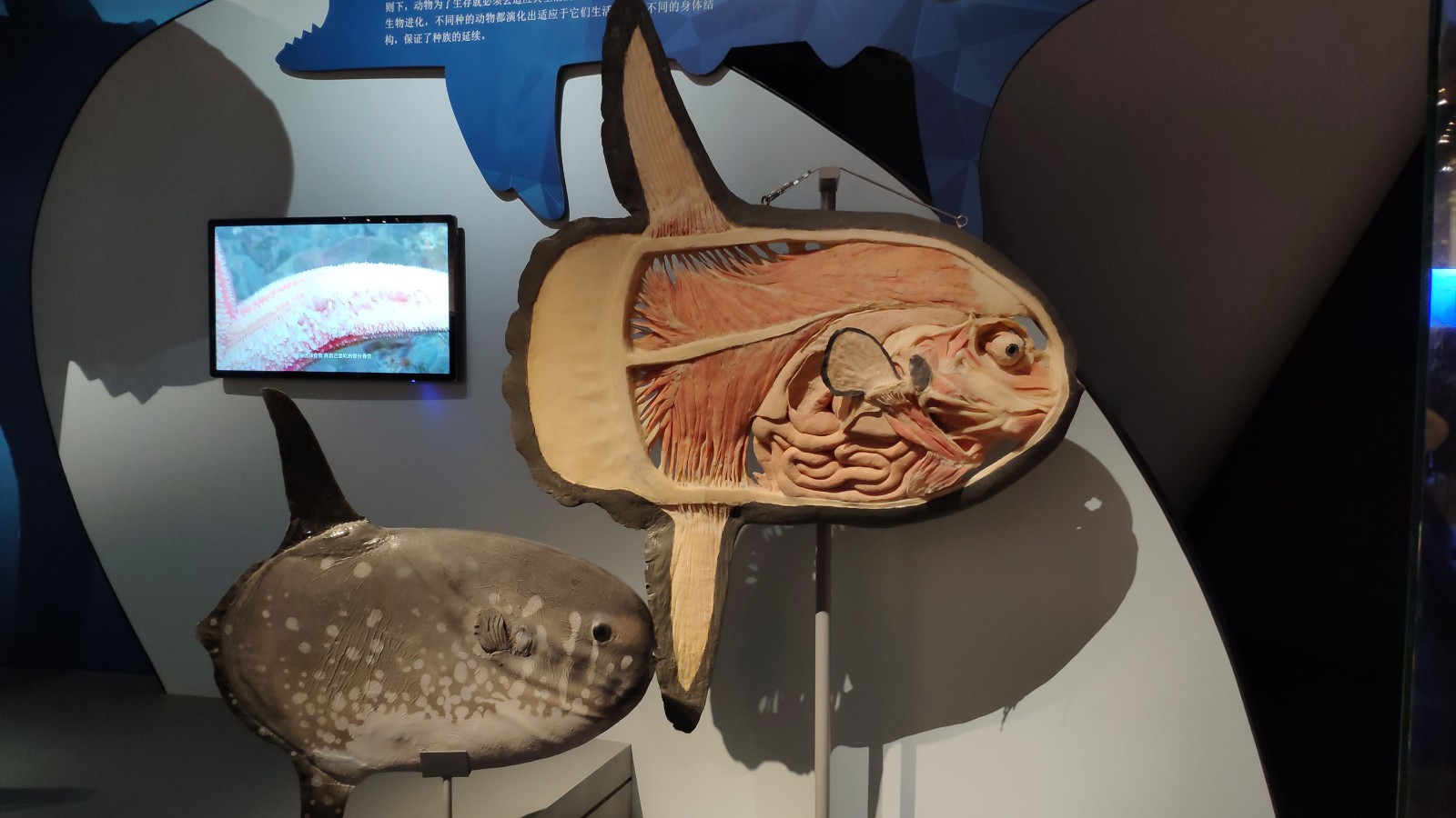 海洋博物馆带孩子游玩攻略,国家海洋博物馆最全攻略来了