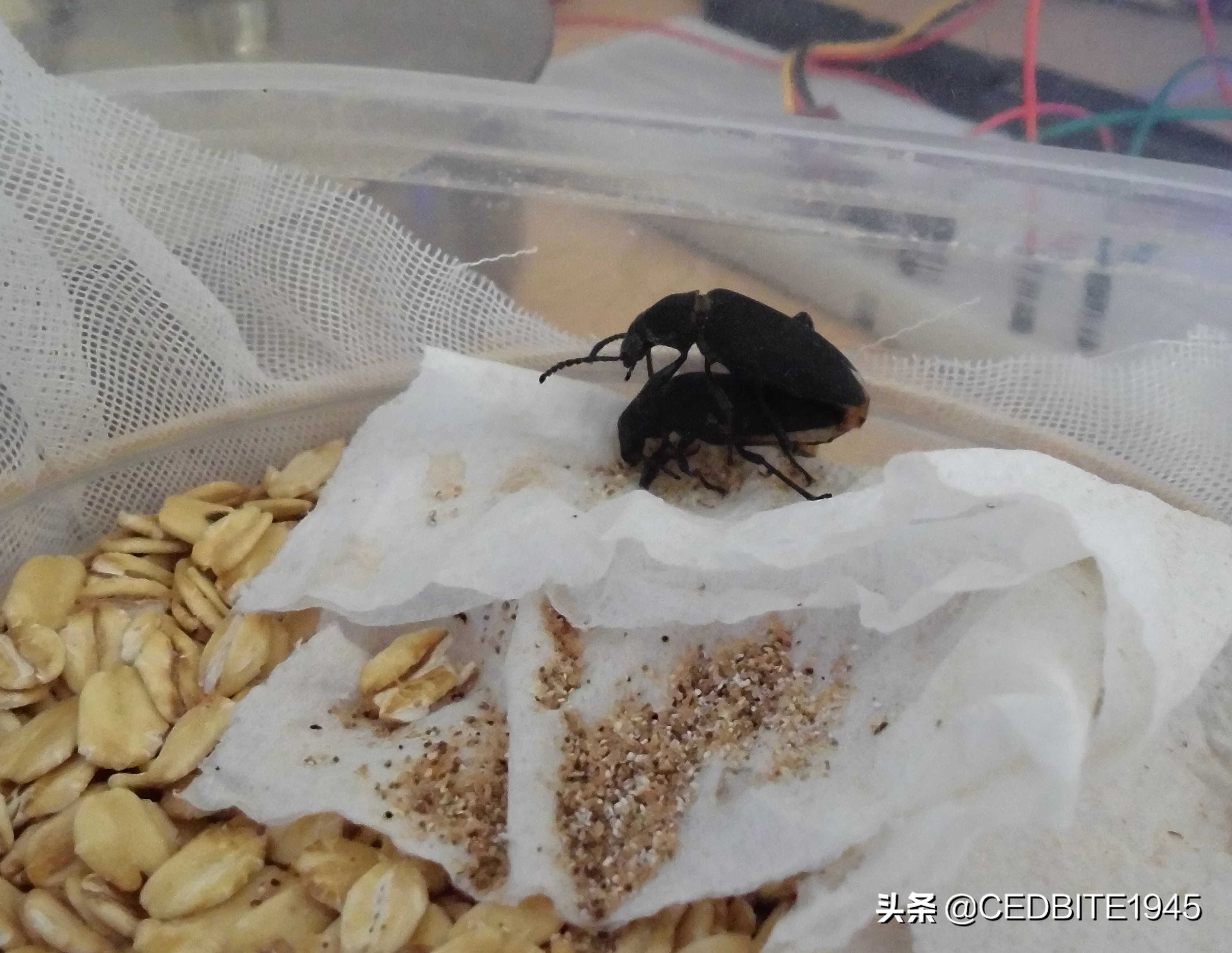 大麦虫能养活吗,大麦虫能喂观赏鱼吗