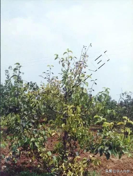 几种果树根部病害的症状识别与防治！