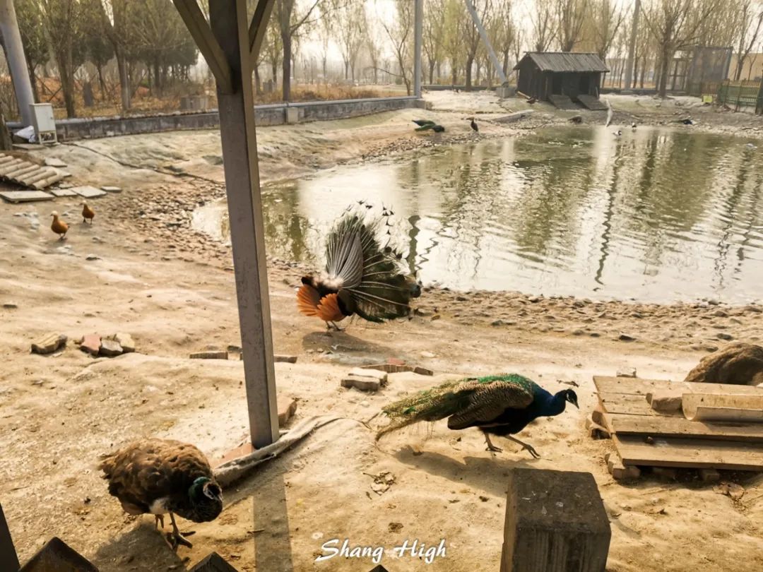 和平公园动物岛还有吗,和平公园可以喂动物吗