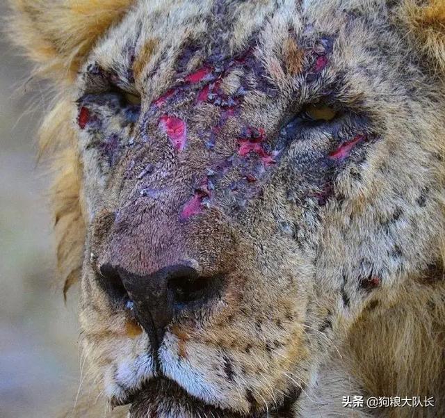 厚黑学里讲的有道理吗,厚黑学处世的原则和道理