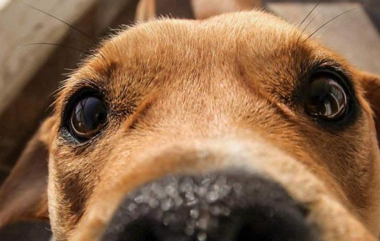 挑选好狗最简单的办法,如何挑选狗的正确方法