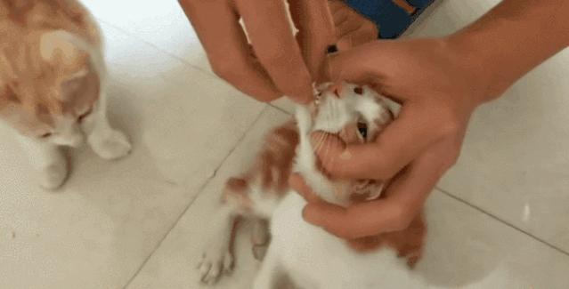 养了几年的猫有跳蚤,养了一年的猫还咬主人