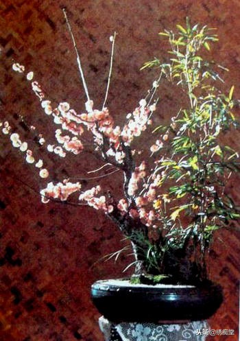 丛林式盆景欣赏,盆景欣赏及制作