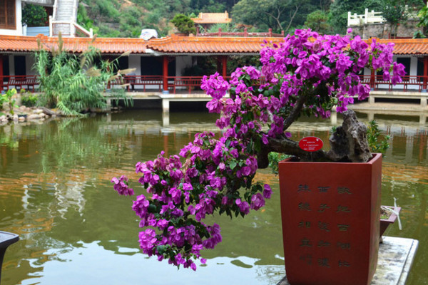 三角梅怎么养让它的枝节短而粗,三角梅怎么让它的根又粗又壮