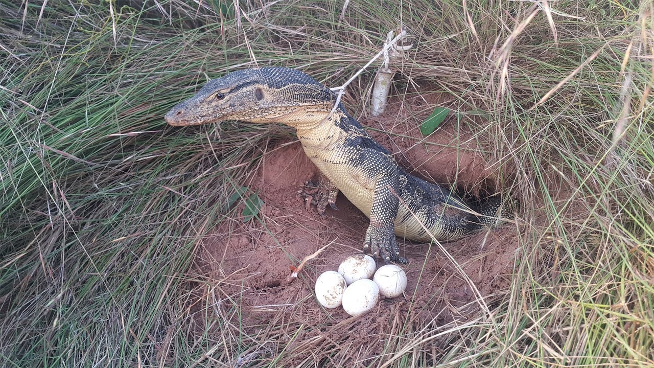 雌鲨鱼的繁殖方式,鲨鱼无性生殖