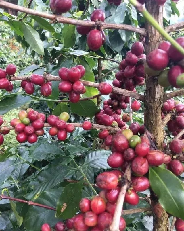 中国最大的农食品集团,全球综合农业食品巨头