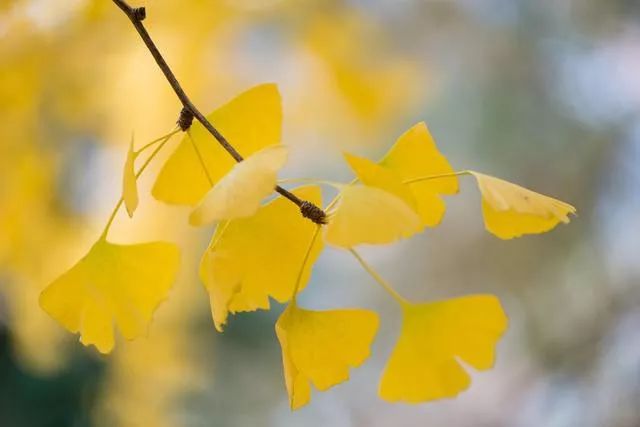 广东的秋天摄影,如何拍秋天风景照片
