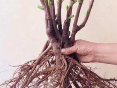 牡丹花种植方法盆栽,牡丹花地栽种植方法