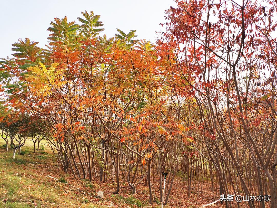 石家庄滹沱河生态区风景如画,石家庄市滹沱河美景