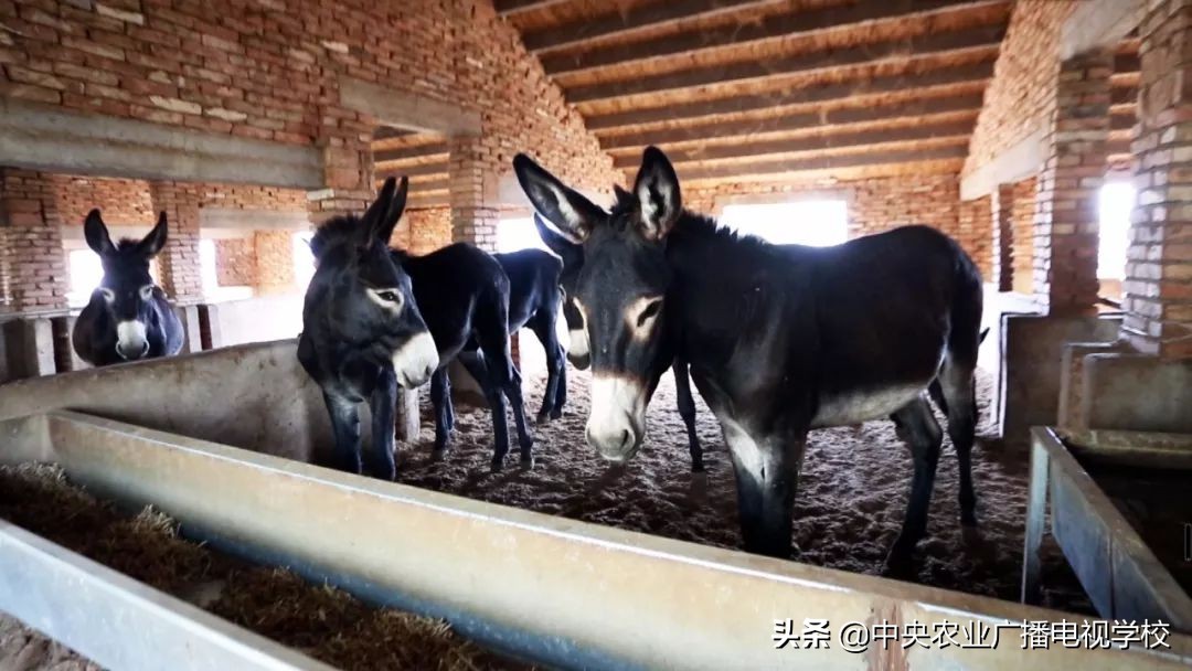 田间示范秀2020年视频,田间示范秀养绵羊