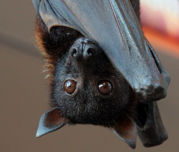 千奇百怪的动物眼睛，它们有各种各样的奇怪用途，和人眼相差甚远