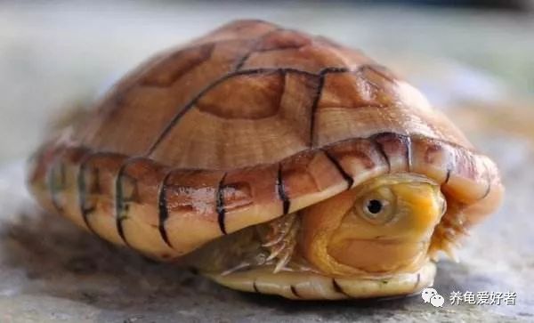 养龟秘诀,养龟掌握这九大秘诀还怕养不好吗