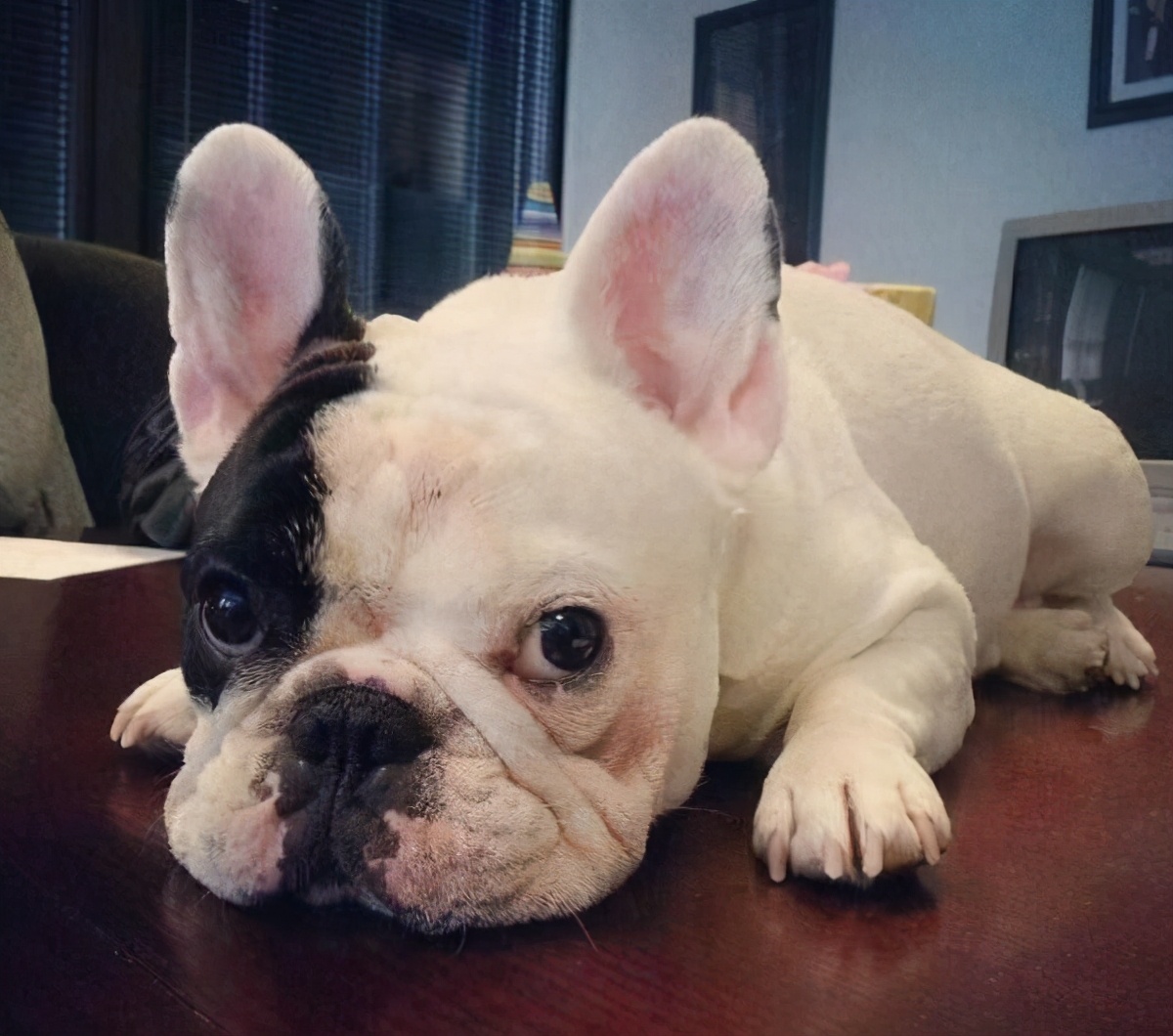 法斗耳朵掉毛什么原因,法斗吐脏东西后掉毛