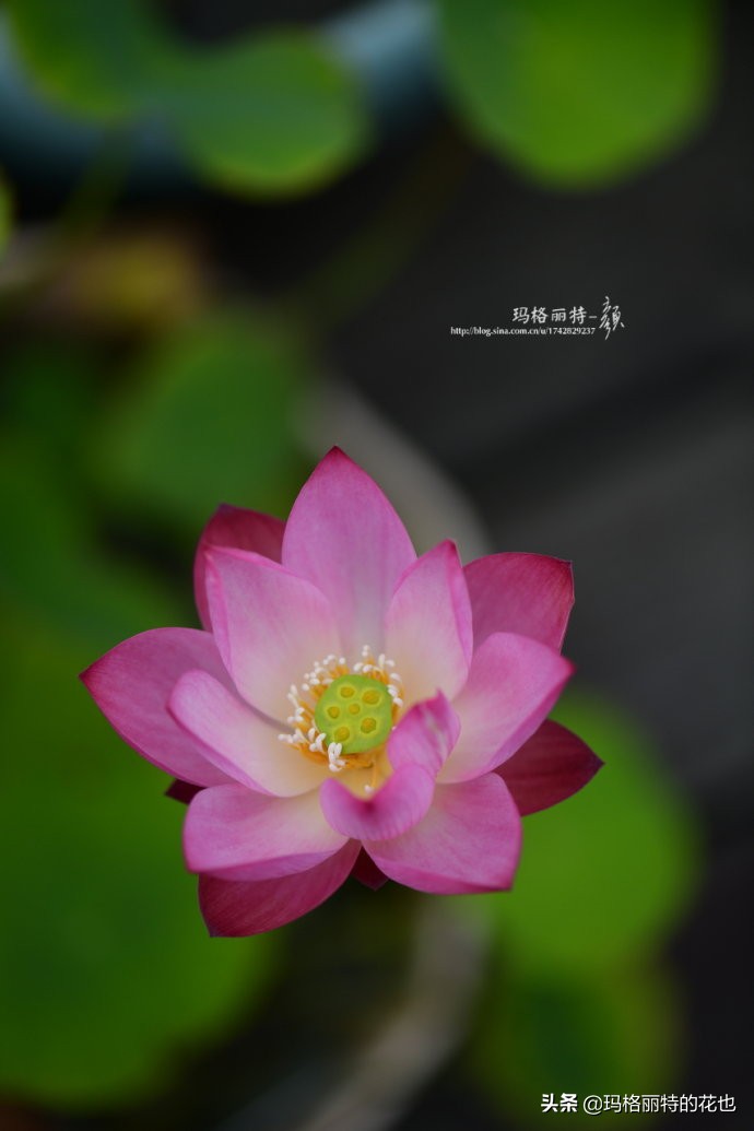 我的碗莲种子,碗莲的种植方法新手必看