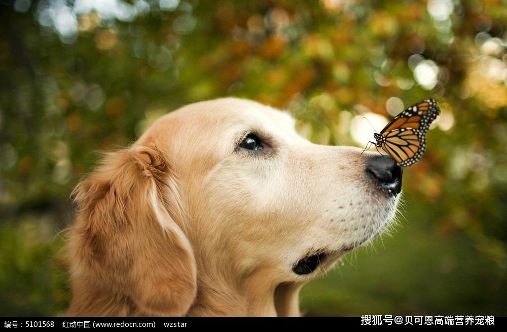 狗狗拉肚拉稀该怎么办,狗狗拉肚子腹泻怎么办