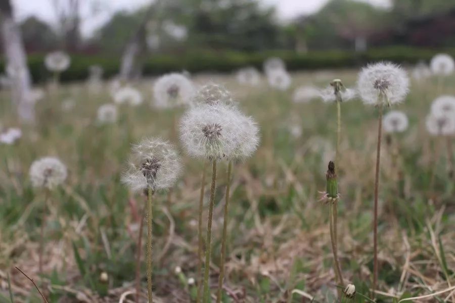 【夜读·散文】遥远的思念