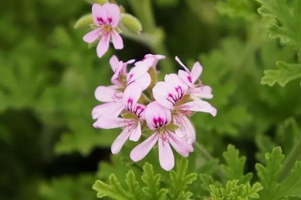 玫瑰天竺葵：少女的平衡之美