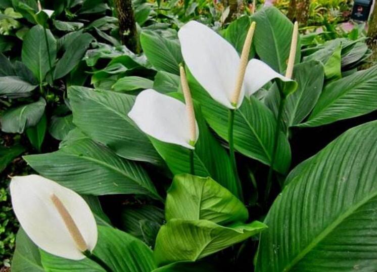 聪明人养4种花净化空气,室内必养的2种花