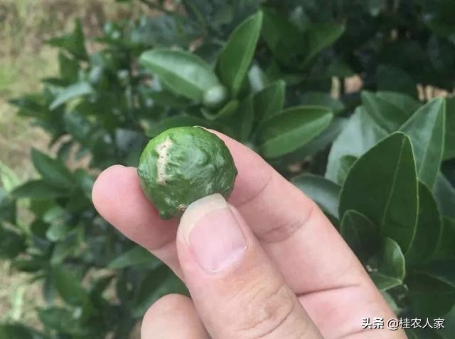 这个病害如果预防不到位,会对今年柑橘的产量和品质带来很大影响