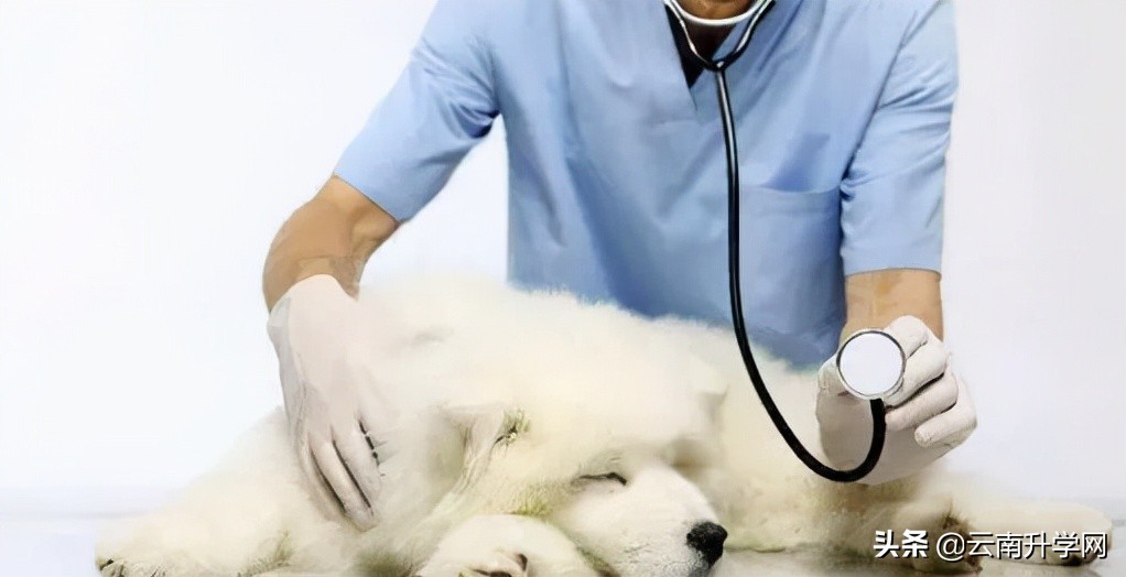 张雪峰十大冷门专业就业前景,北大清华冷门专业就业去向