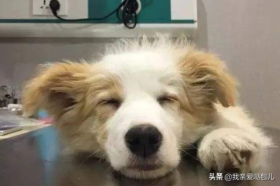 狗狗呕吐带狗狗看病,狗狗出现了呕吐的症状怎么办