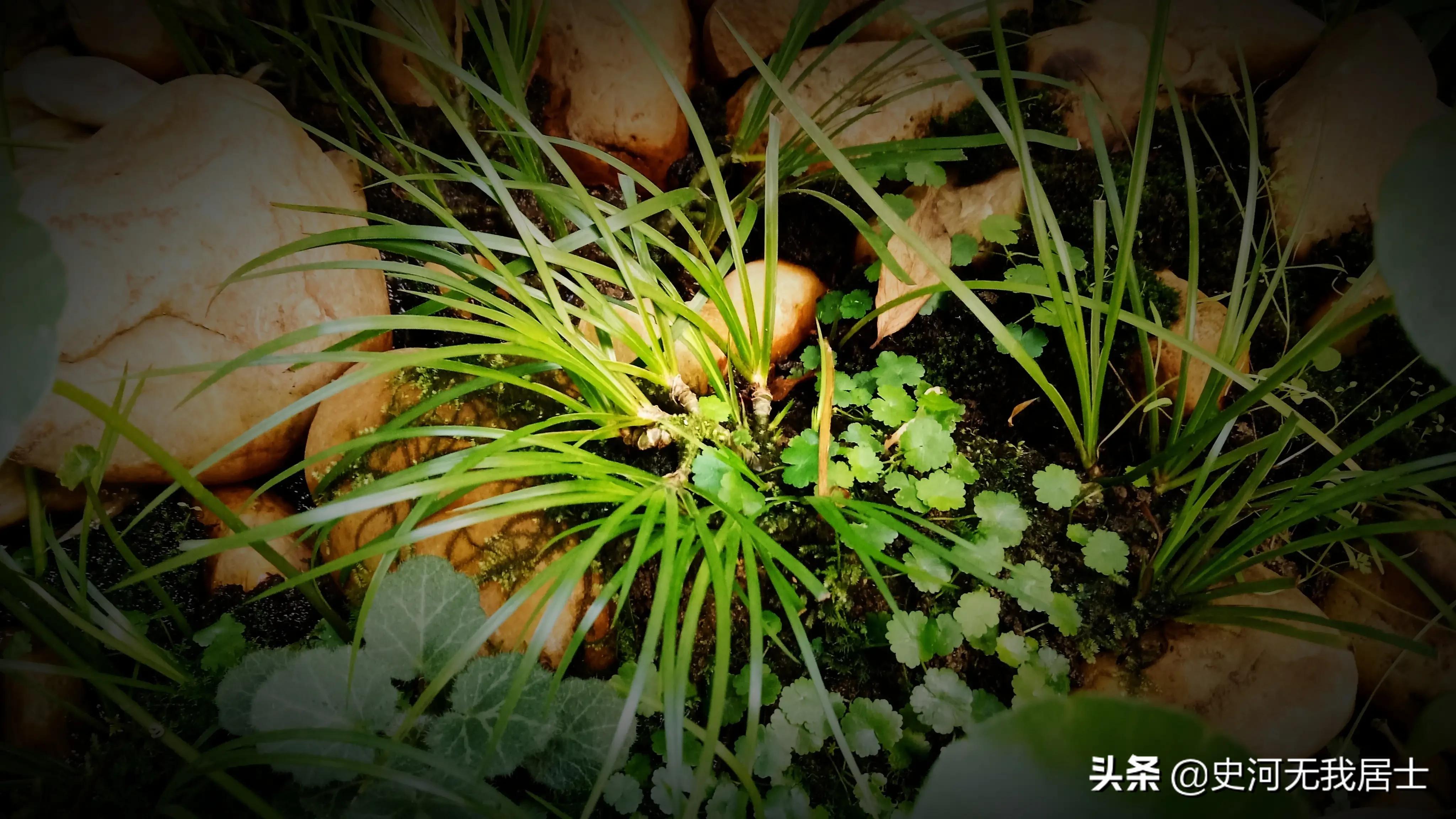 石菖蒲养护方法,石菖蒲的养护方法和用量