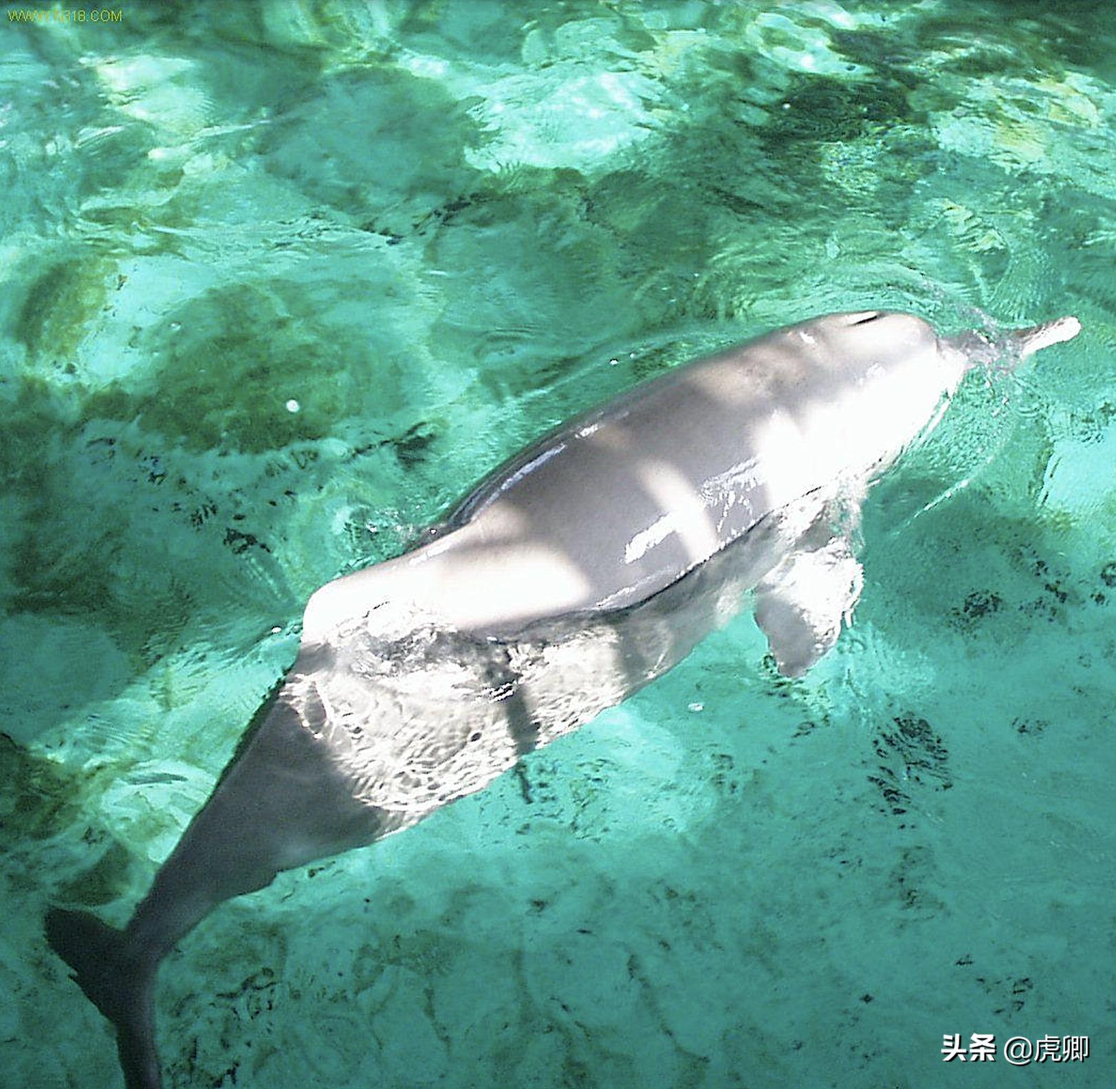 长江江豚死亡最新消息,今年长江江豚灭绝没