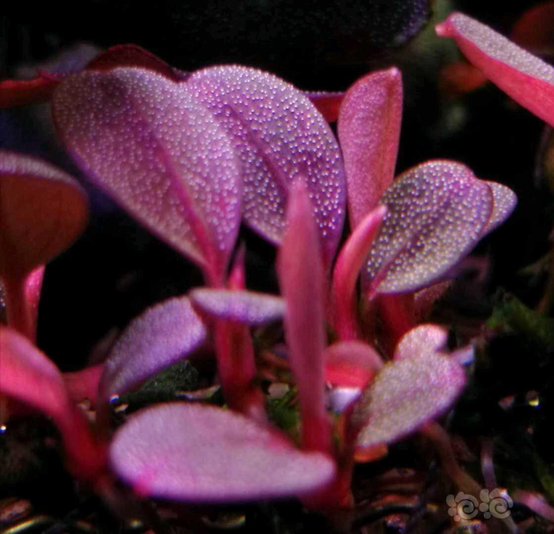 辣椒榕溶叶是什么状态,辣椒榕为什么会溶叶