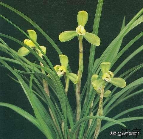 春兰怎么挑选好呢,新手春兰买什么品种