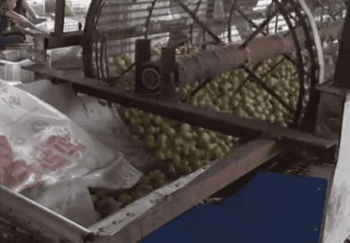 金丝蜜枣是怎么做成的,金丝蜜枣是怎么制成的