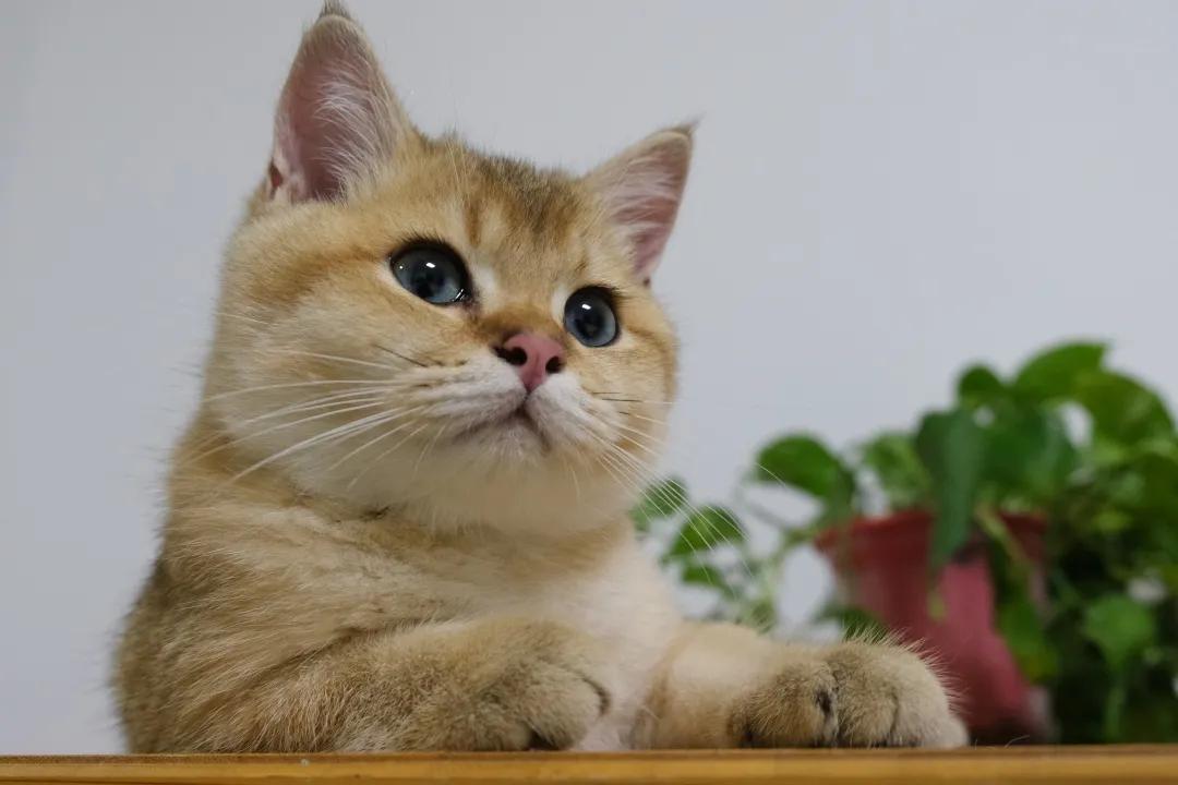 猫耳朵痒怎么办快速解决方法,我家猫脖子特别痒