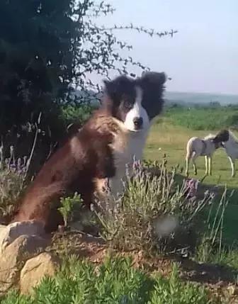 如何判断边境牧羊犬是笨是聪明,边境牧羊犬为什么不会攻击人