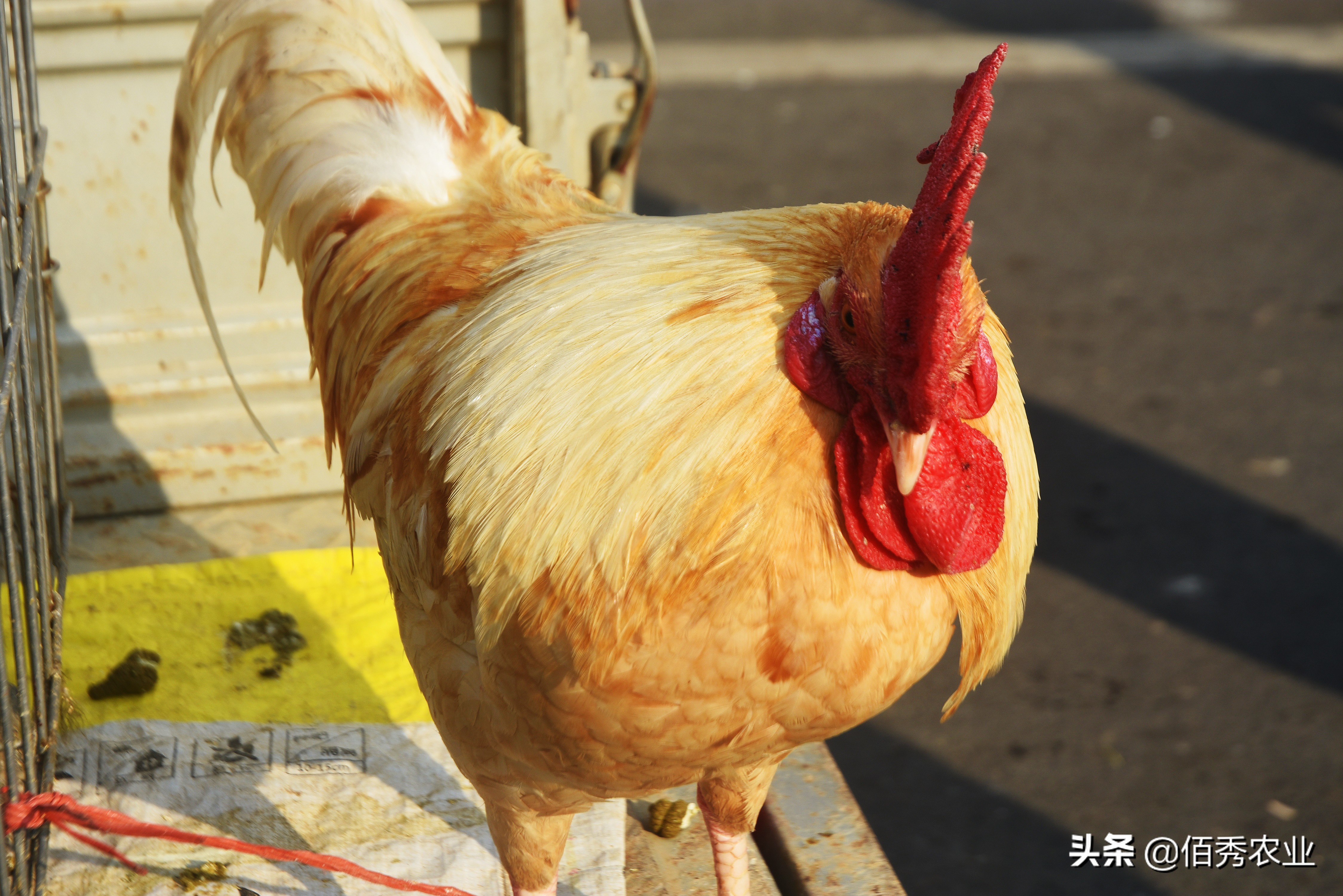 有没有大型养殖公司找农户合作的,有正规的合作养鸡包回收的公司吗