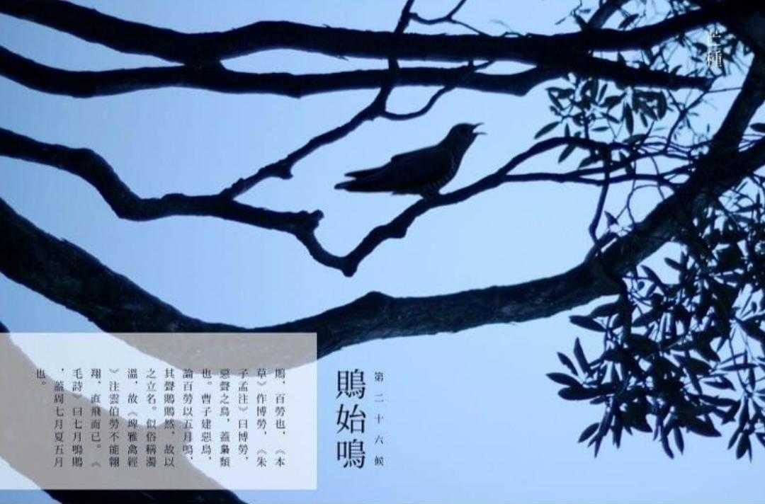 二十四节气芒种背景音乐,二十四节气芒种对应的诗