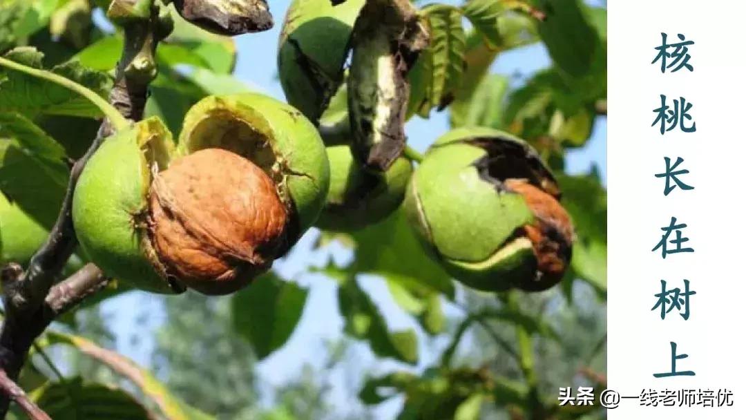 部编版语文第5单元三年级上册,部编版三年级语文上册第三单元