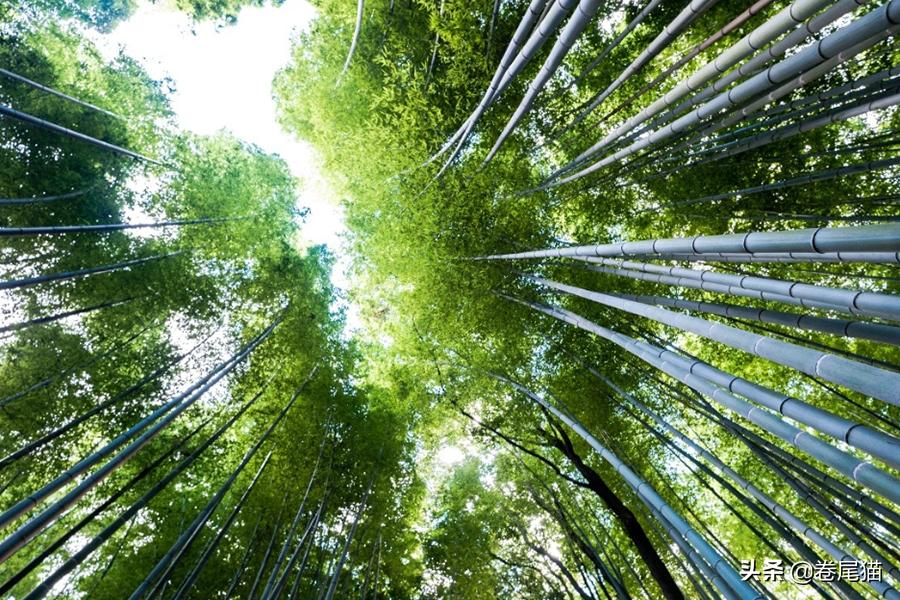 斑布本色竹浆抽纸的销量,斑布的竹浆本色纸是品牌吗