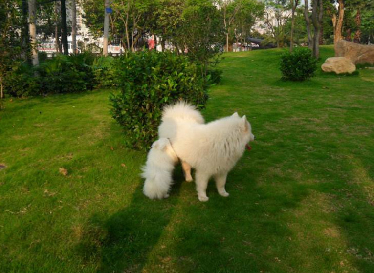 如果狗丢了如何快速找到狗,狗丢了怎么寻狗