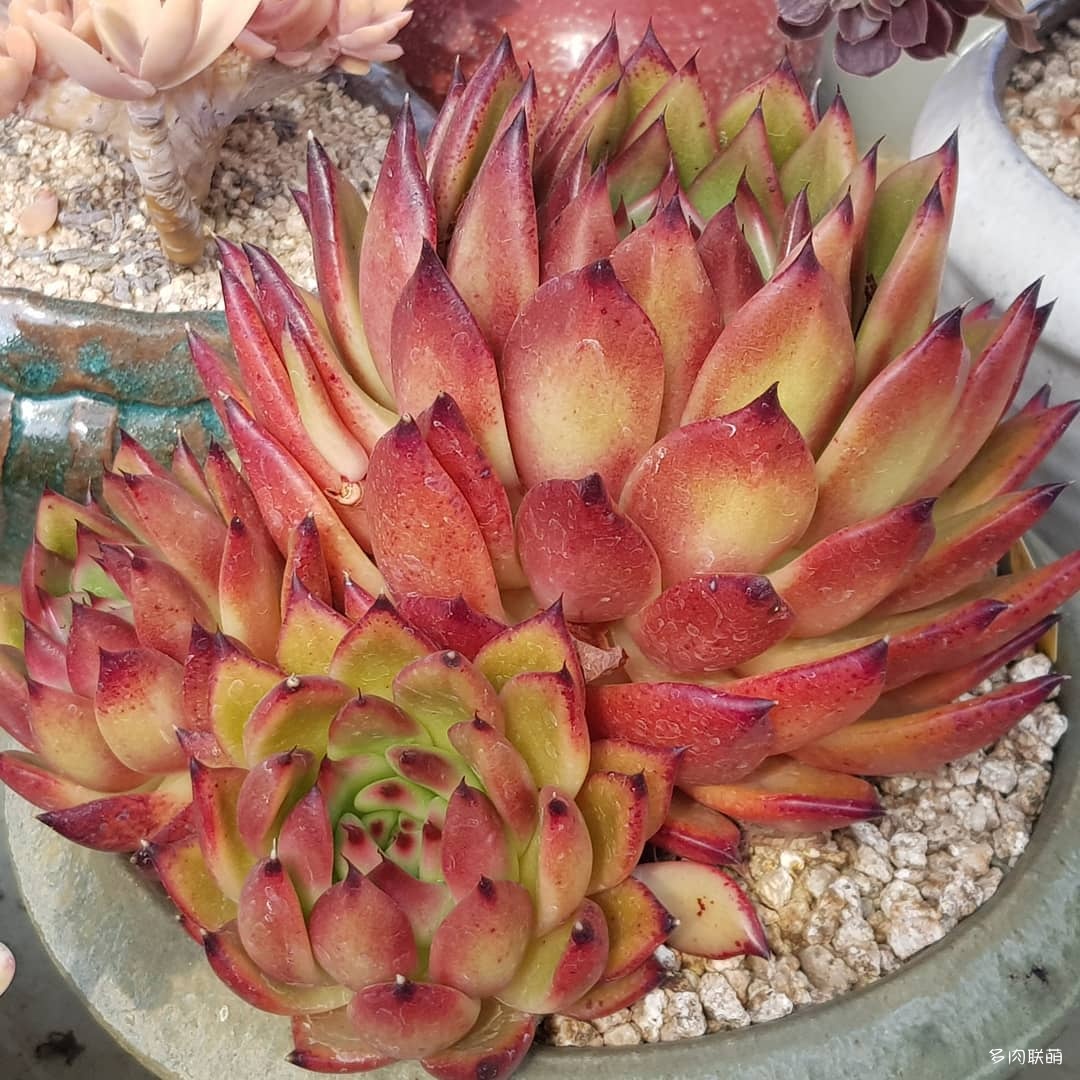 韩国大棚多肉,肉叔带你走遍韩国多肉大棚