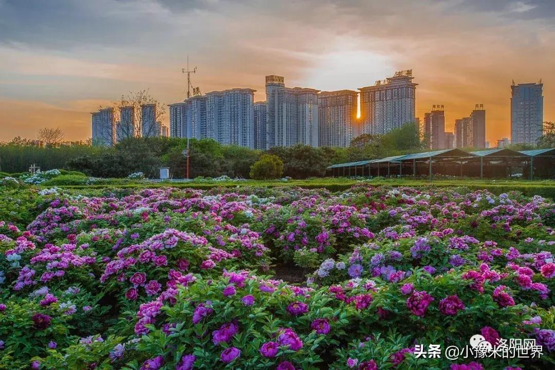 向洛阳人发出邀请国潮盛宴来袭,洛阳发布通知