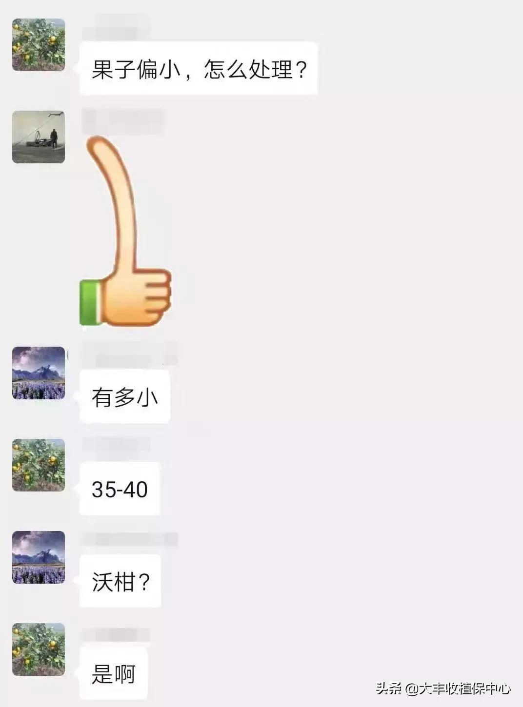 怎样管理柑橘中等果多,柑橘果柄增粗有什么办法