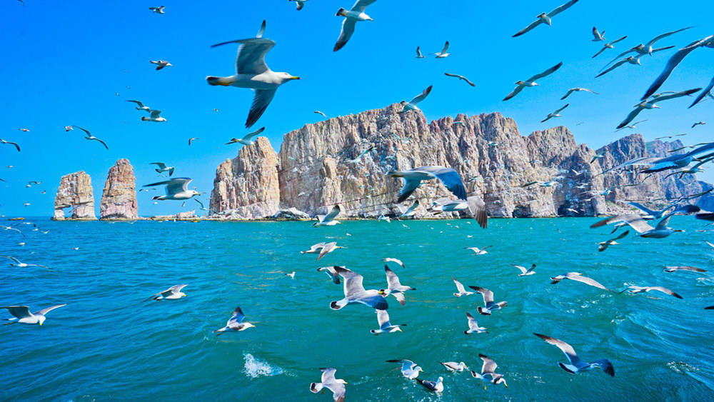 养马岛海驴岛,2020山东海驴岛旅游攻略