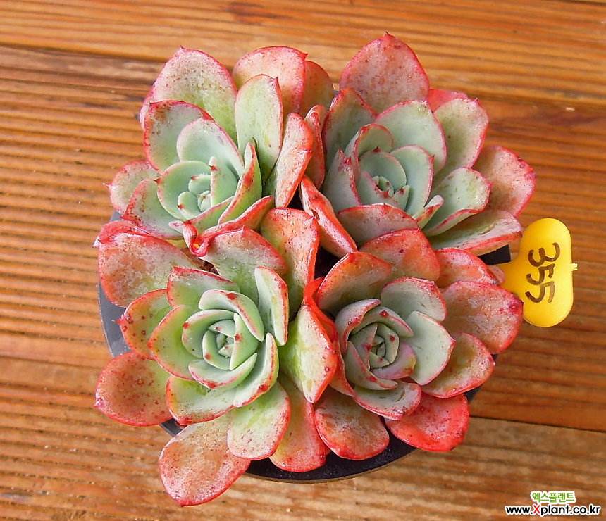 100种常见多肉植物图鉴收藏,1000种多肉植物图鉴及名字