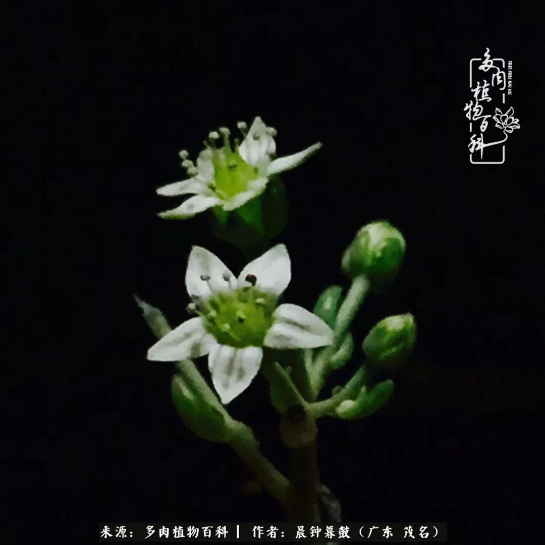 轻轻地告诉你，我的多肉也曾美过，不信你看看